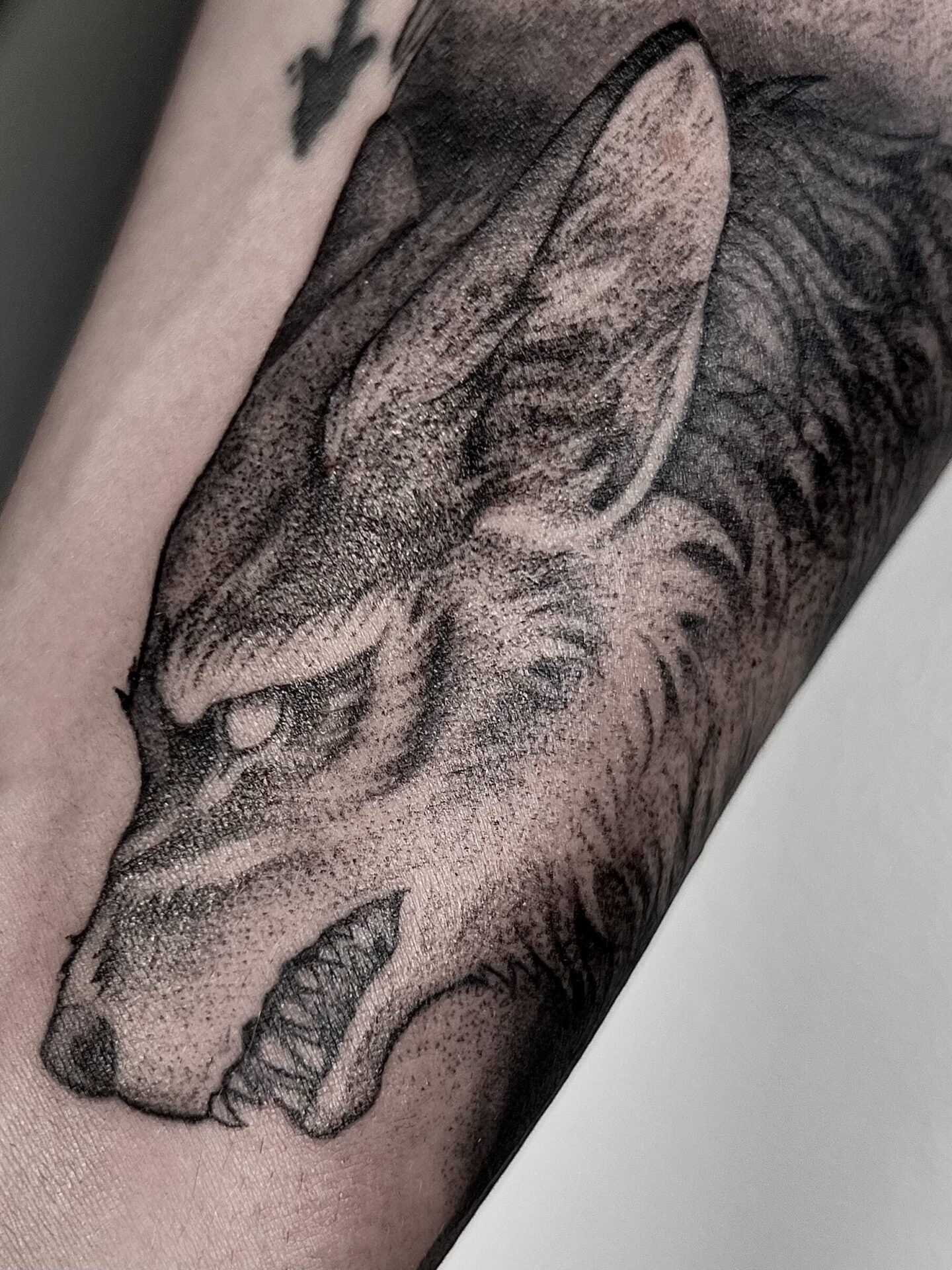 tatuaż wilk